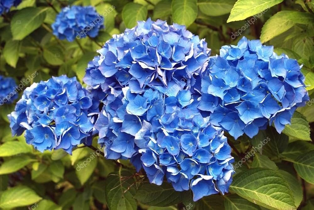 Blau kletternd Geranie Blumensamen zur Aussaat – lang Blüte Saison – Traditionssorte & ohne Gentechnik Samen Hausgarten