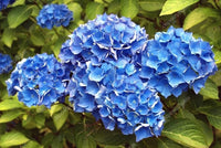 Blau kletternd Geranie Blumensamen zur Aussaat – lang Blüte Saison – Traditionssorte & ohne Gentechnik Samen Hausgarten