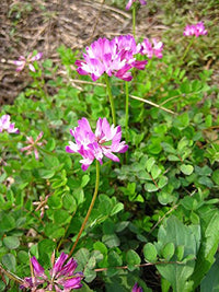 Violett Milkvetch Sinicus Blumensamen zur Aussaat – duftend Blüten – Traditionssorte & ohne Gentechnik Samen Hausgarten