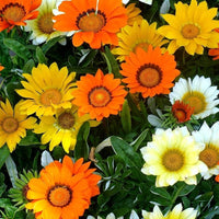 Mittagsgold Sunshine Mischung Samen – Heat-verträglich Early blühend einjährig Blumen