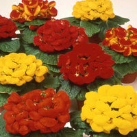 Calceolaria zapatilla blume samen for anpflanzung - hardy variety, heirloom & gmo free samen for home garten
 
 sale samen for home garten