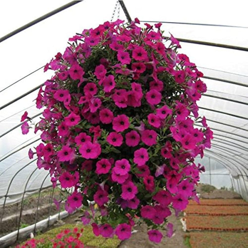 Petunia freedom summer for anpflanzung in city blume töpfen