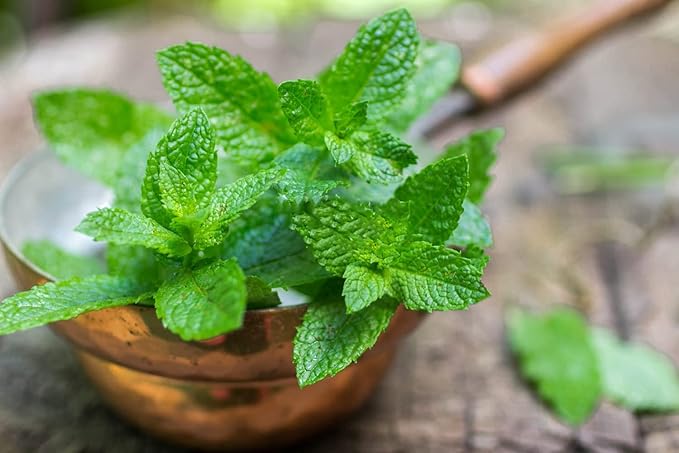 Mint Mentha spp. Samen zum Pflanzen in Herb Garden & Gemüse Patch