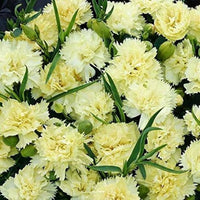 Gemischt Bananaberry Nelke Clove Blumensamen