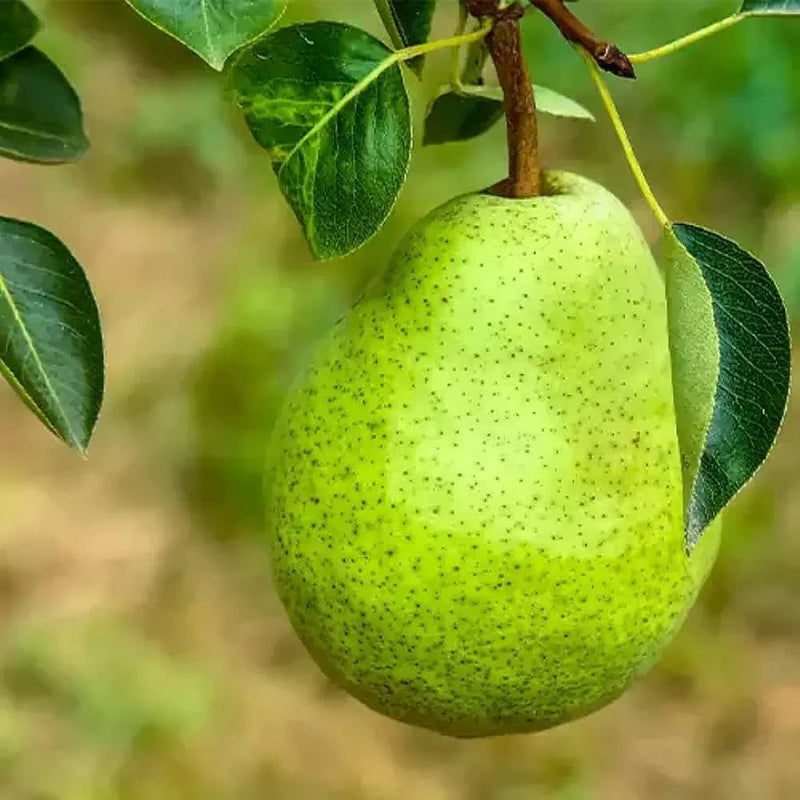 Semi di pera, frutto, per una facile coltivazione