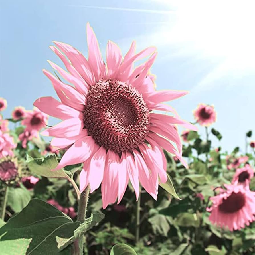 klein Rosa Sonnenblume Blumensamen zur Aussaat – saisonal Dauerblüher – Traditionssorte & ohne Gentechnik Samen Hausgarten