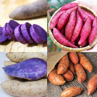 Mixed Süßkartoffel Ipomoea batatas Gemüse Samen zum Pflanzen in Gemüse Patch