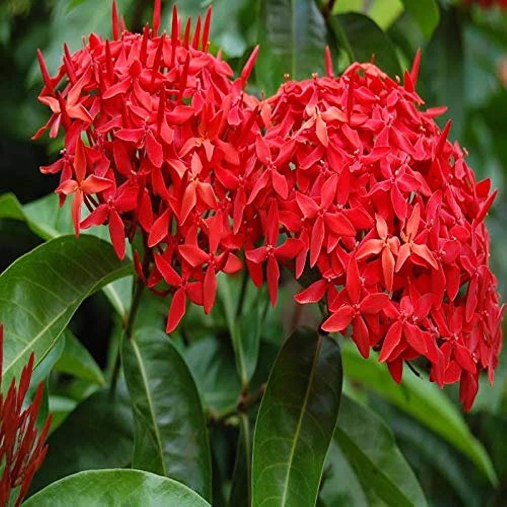 Ixora Blumensamen zur Aussaat Ixora Coccinea tropisch Blume Beds