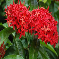 Ixora Blumensamen zur Aussaat Ixora Coccinea tropisch Blume Beds