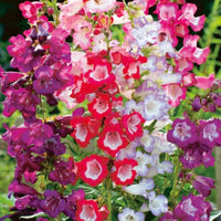 Penstemon beard tongue mixed color blume samen