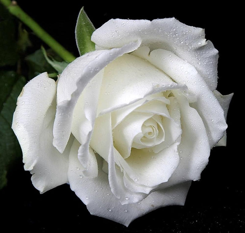 Rose blume samen for timeless garten elegance