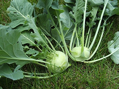 Weiß Kohlrabi Gemüsesamen for Garden Planting
