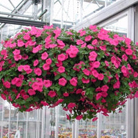 Gemischt Petunie Samen exotisch Ornamental Blumen