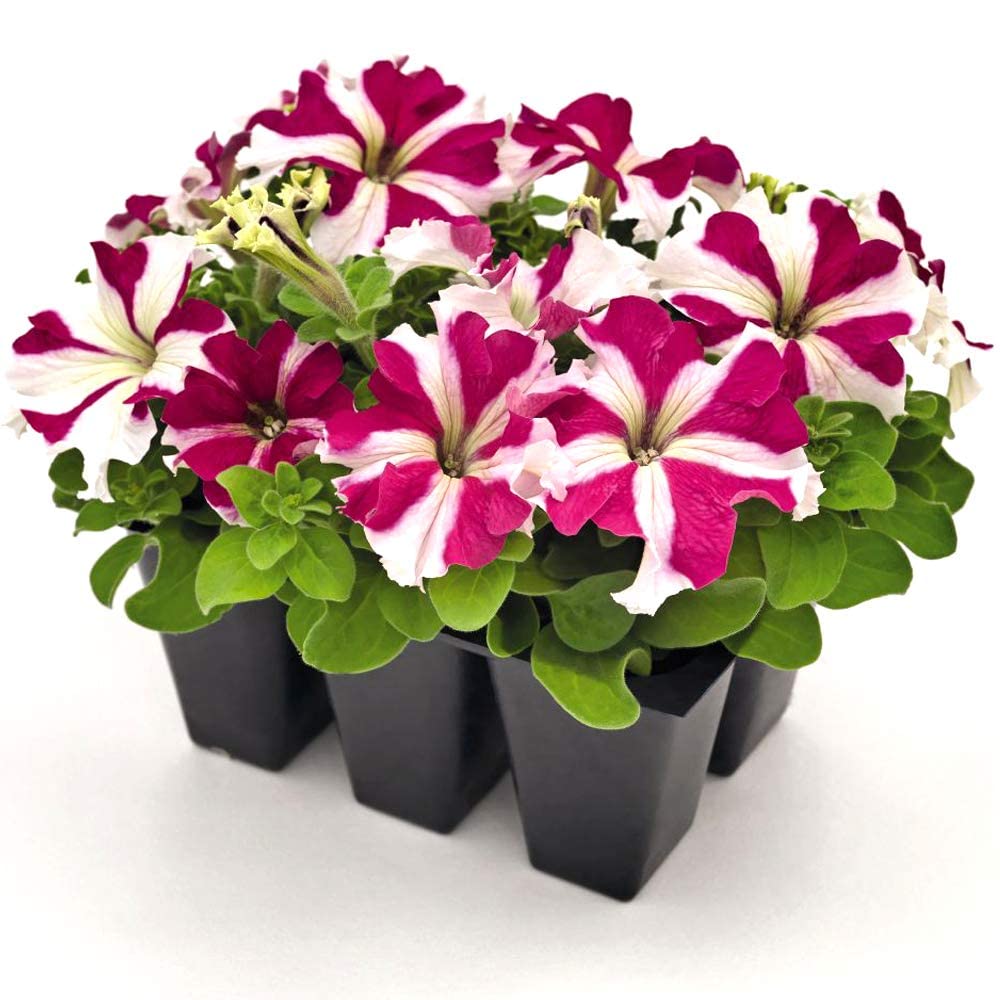 Hulahoop Rose Petunie Samen – Striped einjährig Blüten Eye-Catching