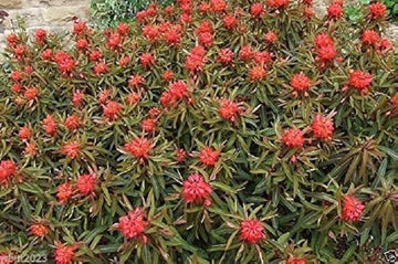 Rot euphorbia griffithii blume samen for anpflanzung - shade tolerant, heirloom & gmo free samen for home garten
 
 sale samen for home garten