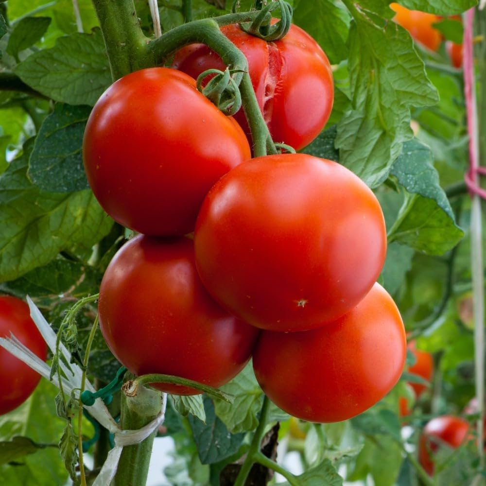 Abe Lincoln Traditionell Tomate Samen