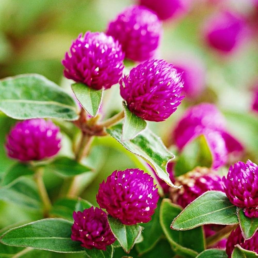 Gomphrena Blumensamen zur Aussaat duftend Blüten Traditionssorte & ohne Gentechnik Samen Hausgarten