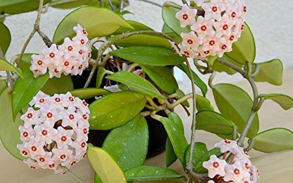 Weiß Rosa Hoya Blumensamen zur Aussaat hochwertige Qualitäts- Traditionssorte & ohne Gentechnik Samen Hausgarten