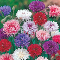 Gemischt Centaurea Cyanus Romantic Samen zur Aussaat Blume Beet Garten