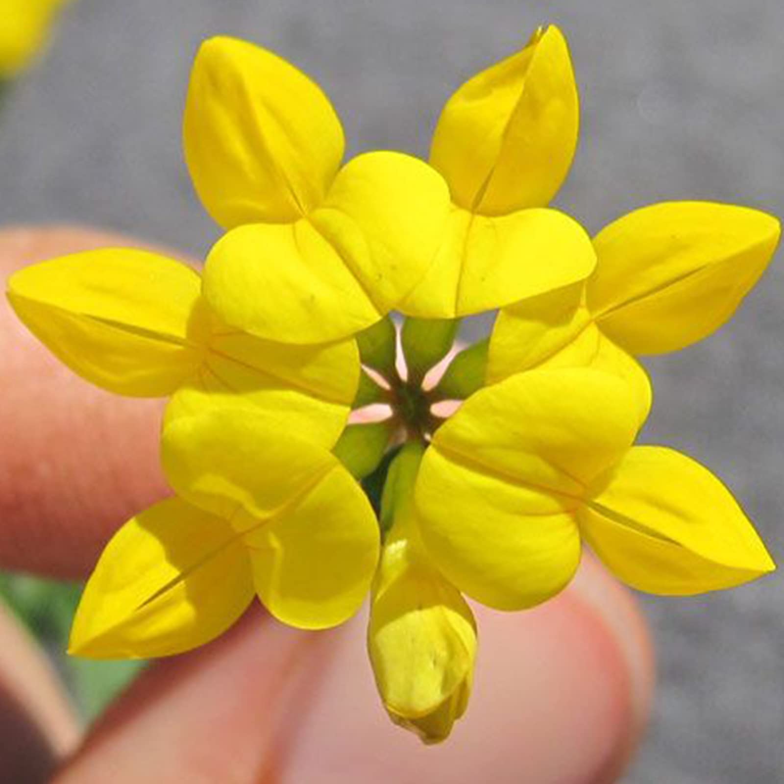 Birdsfoot Blumensamen zur Aussaat – sonnenliebend – Traditionssorte & ohne Gentechnik Samen Hausgarten