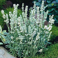 Weiß ellagance snow blume samen for anpflanzung - fragrant blossoms, heirloom & gmo free samen for home garten
 
 sale samen for home garten
