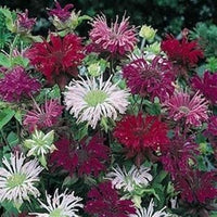Mixed monarda didyma blume samen for anpflanzung - wildflower mix, heirloom & gmo free samen for home garten
 
 sale samen for home garten