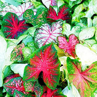 Teal Mischung Caladium Blumensamen zur Aussaat – leuchtend Blüten – Traditionssorte & ohne Gentechnik Samen Hausgarten