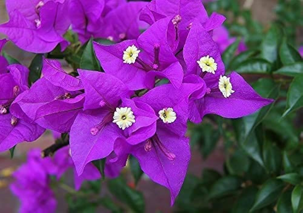 dunkel Violett Drillingsblume Blumensamen zur Aussaat – robust Sorte Traditionssorte & ohne Gentechnik Samen Hausgarten