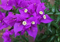 dunkel Violett Drillingsblume Blumensamen zur Aussaat – robust Sorte Traditionssorte & ohne Gentechnik Samen Hausgarten
