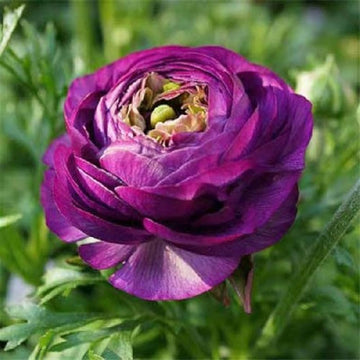 Lila Ranunculus Blumensamen zur Aussaat pflegeleicht Traditionssorte & ohne Gentechnik Samen Hausgarten