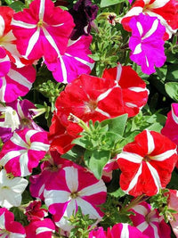 Petunie Hybrid Grandiflora Blumensamen