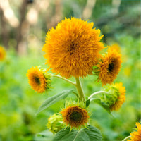 Gelb teddy sunflower blume samen for anpflanzung - bright blooms, heirloom & gmo free samen for home garten
 
 sale samen for anpflanzung in home garten