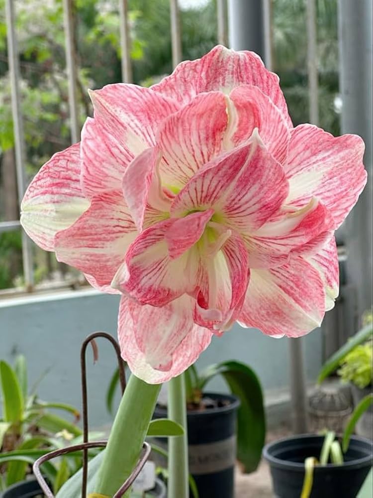Hippeastrum Blumensamen zur Aussaat kompakt Wuchs Traditionssorte & ohne Gentechnik Samen Hausgarten