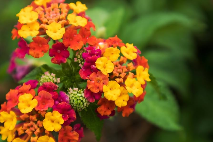 Gemischt Wandelröschen Blumensamen zur Aussaat saisonal Dauerblüher Traditionssorte & ohne Gentechnik Samen Hausgarten
