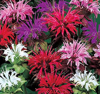 Balm for anpflanzung in home garten