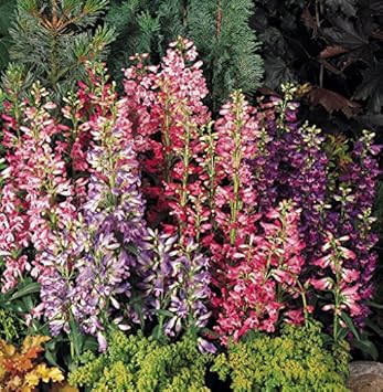 Mixed penstemon blume samen for anpflanzung - cut blume favorite, heirloom & gmo free samen for home garten
 
 sale for anpflanzung in home garten