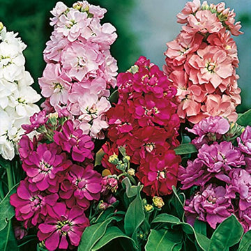 Levkoje Incana mehrfarbige Blumensamen zur Aussaat – leuchtend – Traditionssorte & ohne Gentechnik Samen Hausgarten