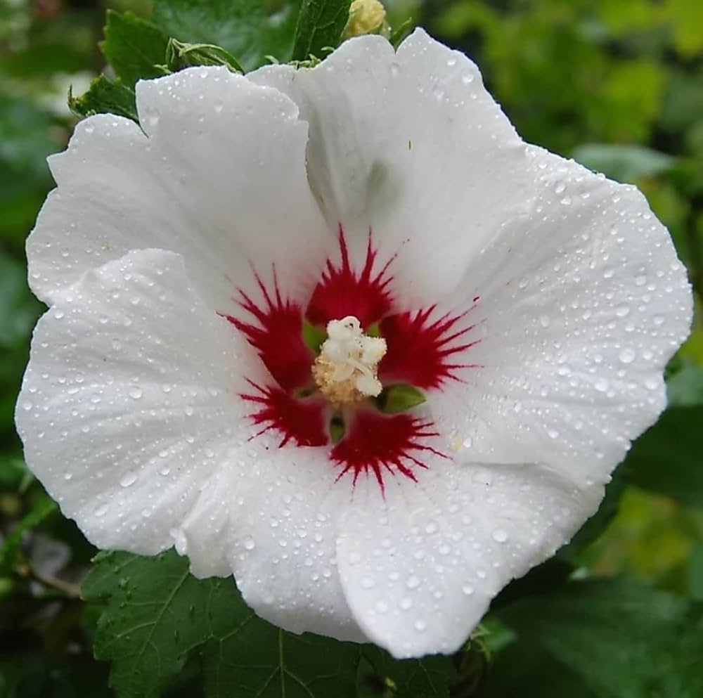 hell Rosa gefüllt Rose von Sharon Hibiskus Samen zur Aussaat Blume Beet