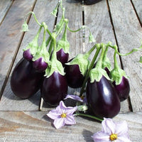 Ophelia Eggplant Gemüse Samen zum Pflanzen