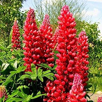 Lupine rot blume samen for anpflanzung - easy to grow, heirloom & gmo free samen for home garten
 
 sale for anpflanzung in home garten.