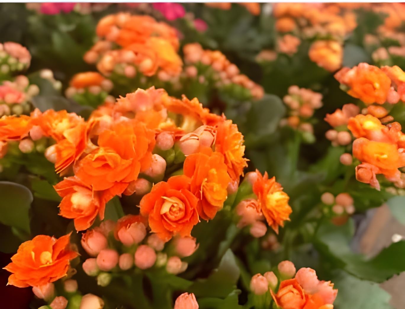 Orange Flammendes Käthchen Samen Anzucht leuchtend Succulent Blüten für Ihren Garten