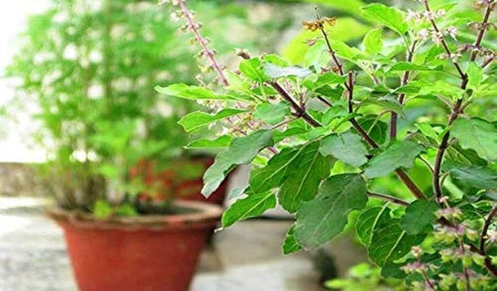 tulsi krishna basil ocimum sanctum samen