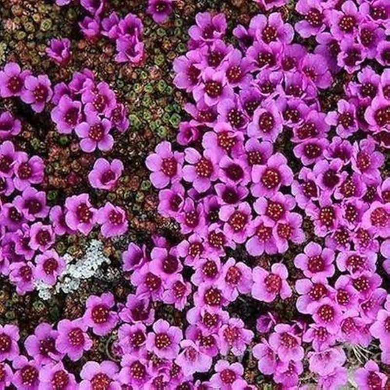 Lila Saxifraga Arendsii Blumensamen zur Aussaat – kompakt Wuchs – Traditionssorte & ohne Gentechnik Samen Hausgarten
