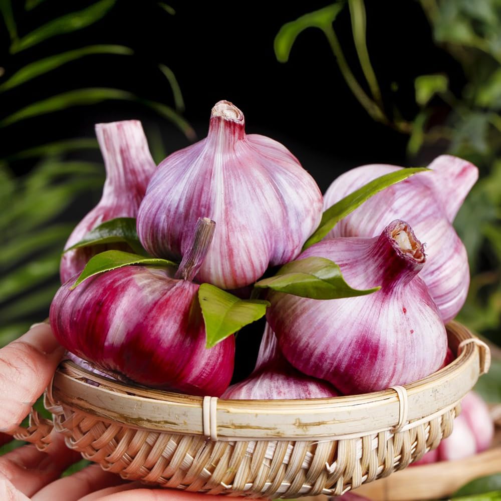 Dunkel Blau Knoblauch Samen zum Pflanzen