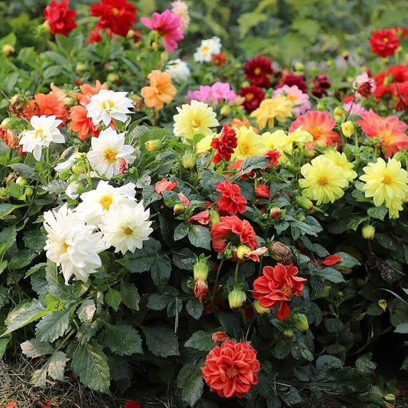 Figaro dahlia mix samen for colorful töpfen and garten beds