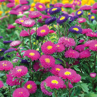 Ostrich Plume Aster Mischung Samen – einjährig Feathery Blüten Assorted
