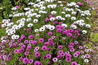 Osteospermum mixed african daisy blume samen