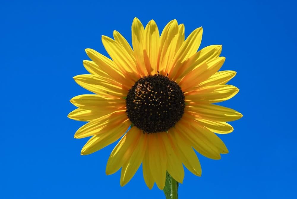 Hopi/Common Sonnt Helianthus annuus Samen zur Aussaat Blume Beet