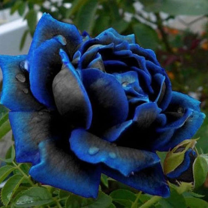 Schwarz Blau Rose Blumensamen zur Aussaat Bestäuber freundlich Traditionssorte & ohne Gentechnik Samen Hausgarten
