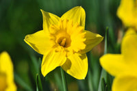 Narzisse blume samen for anpflanzung - colorful display, heirloom & gmo free samen for home garten
 
 sale samen for anpflanzung in home garten